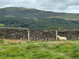 Baby lambs