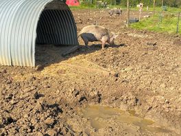 Pigs on site