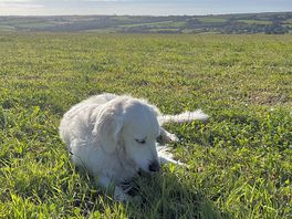 Max enjoying the lovely valley view