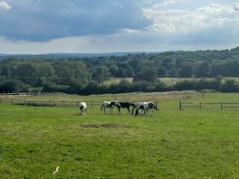 Horses regularly come up to the fence to say hello. very friendly!