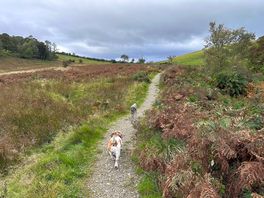 Dogs loved the walks