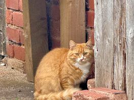 Marmalade