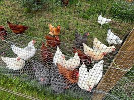 The resident chooks!