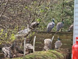 Lots of peacocks, peahen and guinnea fowl on farm