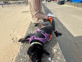 Walked for miles around the beach. amazing for dog owners