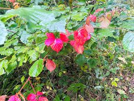 Autumn leaves