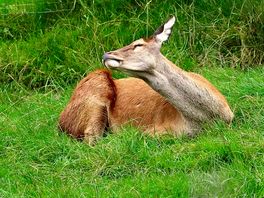 Wild boar park