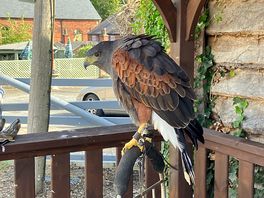 The gatekeeper