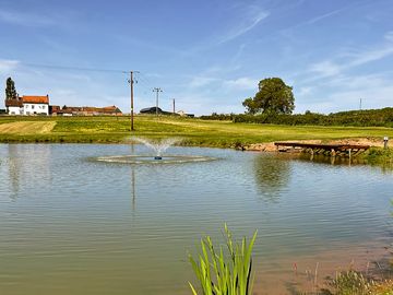 Pond with wildlife
