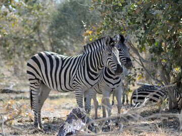 Zebras are frequent visitors to the area