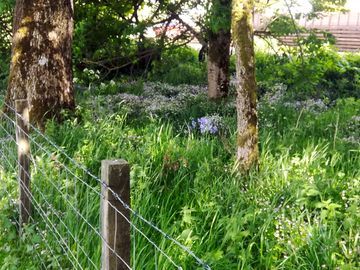 Woodland bluebells