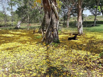 Pitch in the shade of the trees