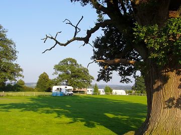 Giant oak tree