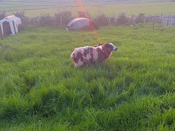 Farm animals