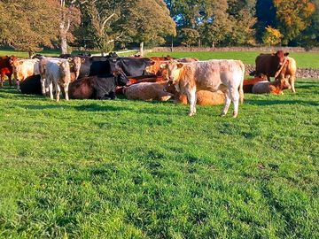 Drive past the cattle grazing on the way to your dome