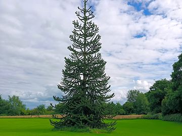 Monkey puzzle tree in the middle of the park