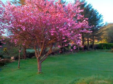 Cherry blossom in early may