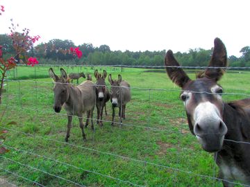Green grass and friendly neighbours