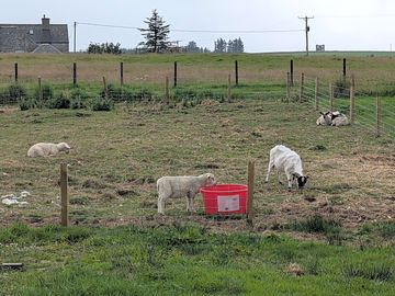 Resident sheep and goats