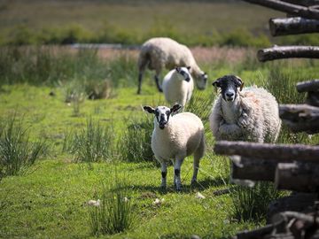 Fell sheep on site