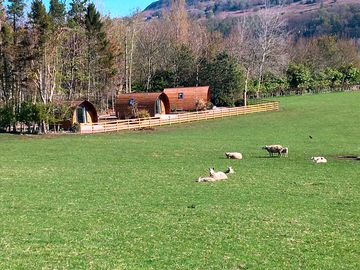 Sheep and lambs in the spring