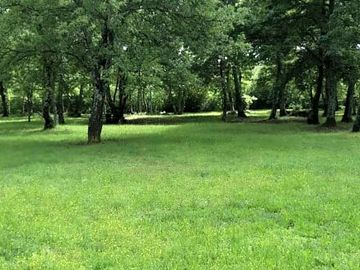 Green grass in spring