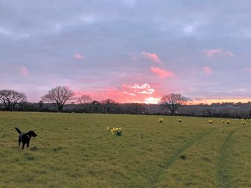 The field