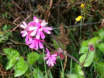 Wildflowers on site
