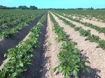Potatoes growing on the farm