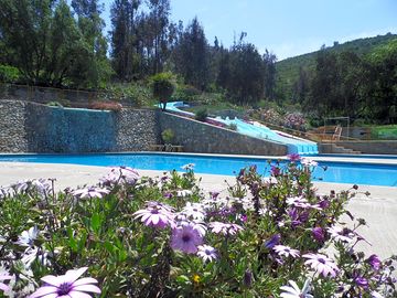 Flowers around the pool area