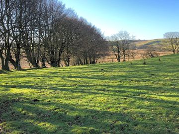 The sheltered area in the top paddock, close to the site's beech trees and home to kites
