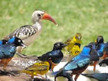 Local birds