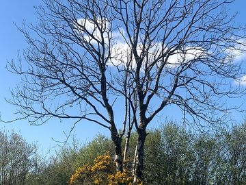 The site's 'wishing tree'