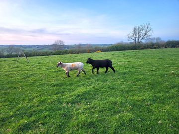 Lambs roaming field