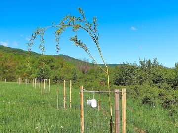New plantings in the orchard