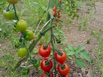 Tomatoes growing in the polytunnel
