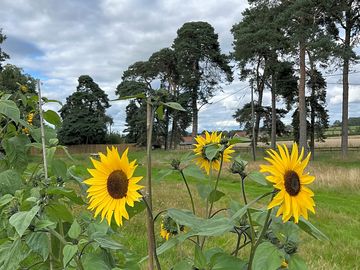 We grew a row of beautiful sunflowers along the fence line in 2023