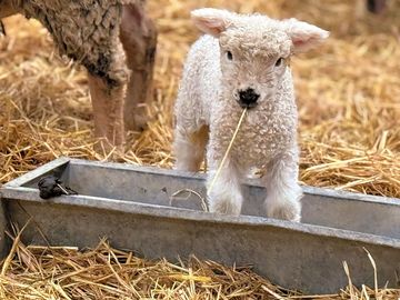 Lambing