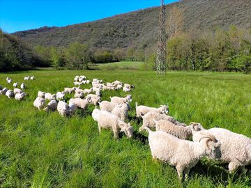 Sheep