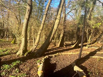 Woodland walk