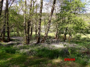 Park woodland
