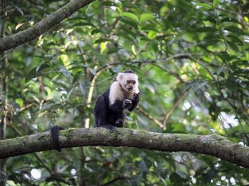 Corcovado national park