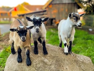 Cuddly goats