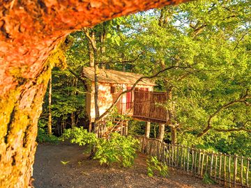 Treehouse setting