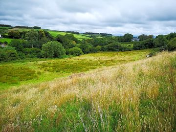 Wild open field