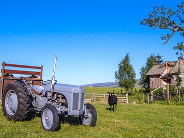 Vintage tractor and resident sheep