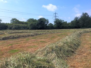 Jeffreyston field