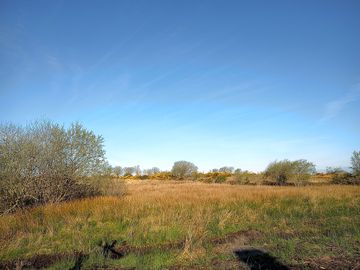 Wildlife meadow