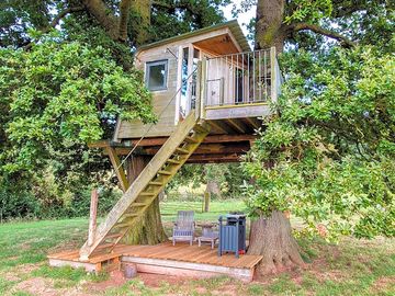 The treehouse straddles two oaks