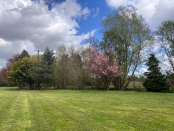 Flowering trees in the meadow